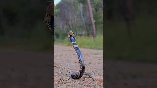 Ringnecked spitting cobra Hemachatus haemachatus [upl. by Raddatz]