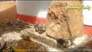 Cute baby Button King Quails [upl. by Eltsyrk]