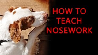 How to Train Your Dog to Search for Scent in K9 Nosework [upl. by Llerrat628]