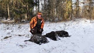 Schnelle Sauen im Schnee  Drückjagd in Masuren Teil 2 [upl. by Euqina191]