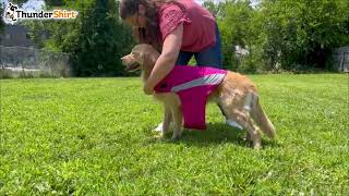 How to Put on a ThunderShirt®  Polo Style [upl. by Brackett]