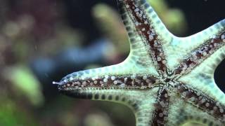 Walking Chocolate Chip Sea Star on Salt Water Aquarium Glass [upl. by Marr]