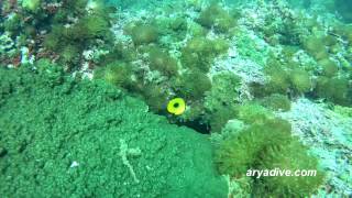 나비고기류미기록종Chaetodon speculum Mirror butterflyfish Ovalspot butterflyfish [upl. by Magdala]