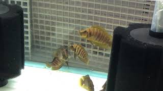 Altolamprologus Compressiceps Gold Wild [upl. by Enajharas]