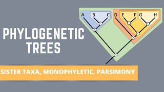 READING PHYLOGENETIC TREES ALL ABOUT SISTER TAXA MONOPHYLETIC GROUPS PARSIMONY [upl. by Schuyler]