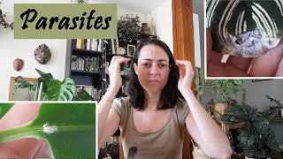 Comment Eliminer Naturellement les Parasites des Plantes Vertes [upl. by Mellette]