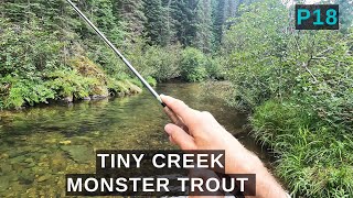 TINY creek is full of MONSTER trout  a creek this small should not have this many BIG fish p18 [upl. by Nhar]