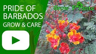 Pride of barbados  grow amp care Caesalpinia pulcherrima [upl. by Janelle]