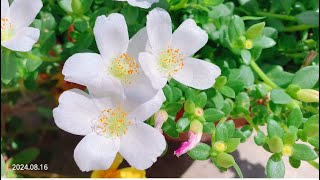 Portulaca umbraticola 环翅马齿苋 [upl. by Yanel]