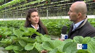 Fragola in coltura idroponica innovativa a piani mobili [upl. by Aile433]