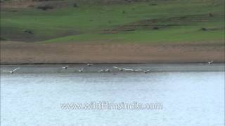 Flock of Barheaded geese in flight [upl. by Heyde529]