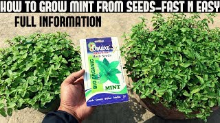 How To Grow Mint From Seeds FULL UPDATES [upl. by Lemor]