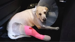 LABRADOR GETS ACL SURGERY [upl. by Stretch]