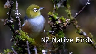 New Zealand Native Birds [upl. by Annawahs]