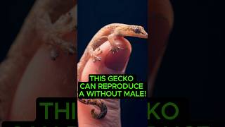 This Gecko Can Reproduce A Without Male shorts [upl. by Netaf]