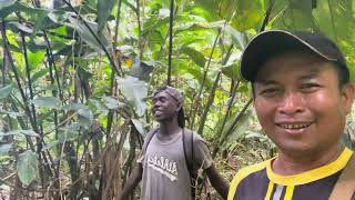 Solomon KemarauCek Jerat B4b1 HutanAktiviti Harian Logging Kepulauan Solomon Island [upl. by Mij]