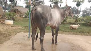 Ekalavya Hallikar stud bull [upl. by Gabriell]