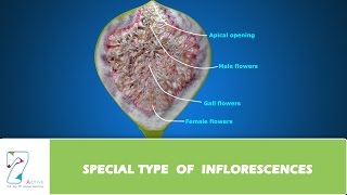 SPECIAL TYPE OF INFLORESCENCES [upl. by Orteip]