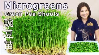 How to Grow Green Peas Microgreens  Without Soil  Plus Pea Shoots Stirfry 豌豆苗种植 [upl. by Adnylam]