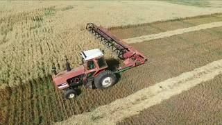 Massey 613 Pull Type Swather in Oats [upl. by Tearle]