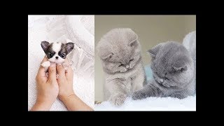 ♥Cute Dogs and Cats Doing Funny Things 2018♥ 9  FunnyAnimals [upl. by Eisyak]