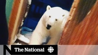 Russian Arctic town struggles with polar bear occupation [upl. by Eetsirhc379]