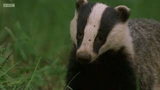 BBC Badgers in the Forest of Dean [upl. by Llarret]