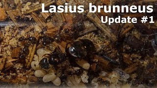 Meine erste je gefangene Königin  Lasius brunneus 1 [upl. by Berget]