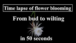 Time lapse of flower blooming From bud to wilting in 50 seconds [upl. by Tankoos]