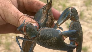 Biggest and Best Yabbies I’ve ever caught [upl. by Gibbon]