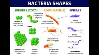 Microbiology of Bacterial Morphology amp Shape [upl. by Calandria]