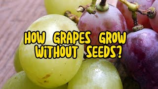 How do you grow seedless grapes without seeds Unveiling the Secrets [upl. by Letsou397]