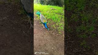 🙄🙄🙄🙄 peacock lovers 😍😍😍 peacock peacockcall birds birdcalling birdcall peacocking nature [upl. by Liederman511]