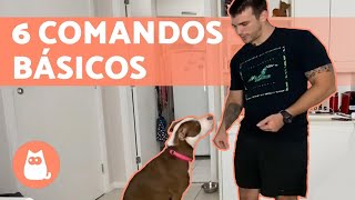 Como adestrar um cachorro 🐶✅  6 comandos básicos [upl. by Liahus55]