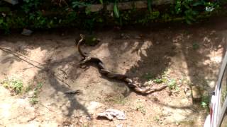 Snakes Mating 4K [upl. by Daggett]