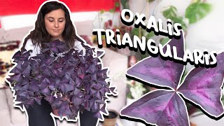 How To Care For Oxalis Triangularis  Purple Shamrock Plant [upl. by Ennyleuqcaj]