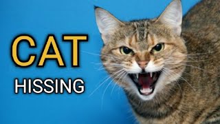 Cat Hissing and Growling Sound to get your Cats Attention GUARANTEED [upl. by Bartie]