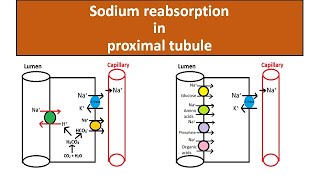 Sodium reabsorption in proximal tubule [upl. by Llebiram190]