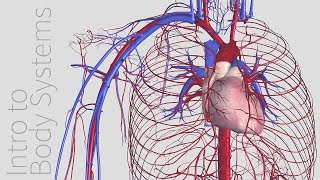 Introduction to the Cardiovascular System  Animated Tutorial  Complete Anatomy [upl. by Yslehc]