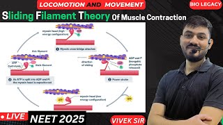 Sliding Filament Theory Of Muscle Contraction  Locomotion amp Movement Class 11th  by  Vivek Sir [upl. by Nikral]