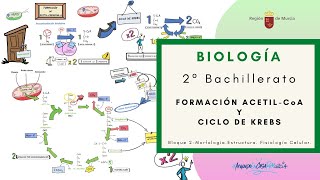 FORMACIÓN ACETILCoA Y CICLO DE KREBS [upl. by Ediva]