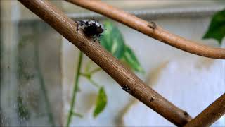 Haltungstipps für Florida Springspinne Phidippus Regius [upl. by Adnahsor]