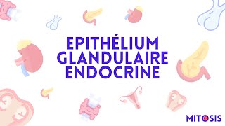 Les épithéliums glandulaires endocrines [upl. by Maharg]