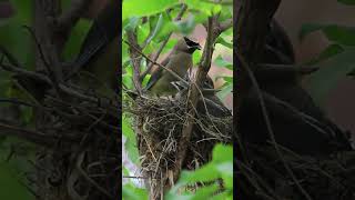 Art of Cedar Waxwing Nesting CedarWaxwing shorts bird birdwatching [upl. by Eidnam970]