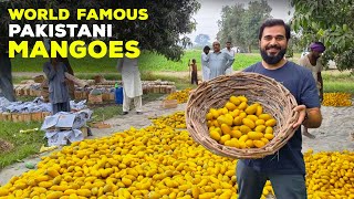 WORLD FAMOUS PAKISTANI MANGOES [upl. by Akemehc454]