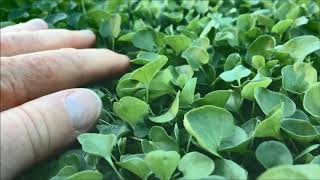 Dichondra Repens Trays  A No Mow Lawn [upl. by Engamrahc]