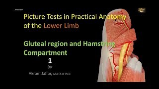 Picture Tests in Anatomy Lower Limb Gluteal Region and Hamstrings 1 [upl. by Allare]