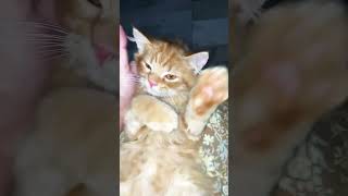 Em sleepy mommy 🙂 cat cute catlover short share foryou foryou catshorts [upl. by Wendi948]