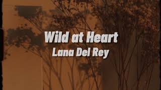 Lana Del Rey  Wild at Heart Lyrics [upl. by Asimaj]