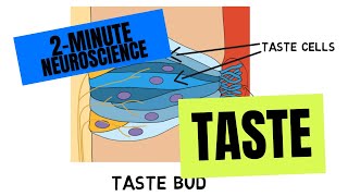 2Minute Neuroscience Taste [upl. by Zohara]